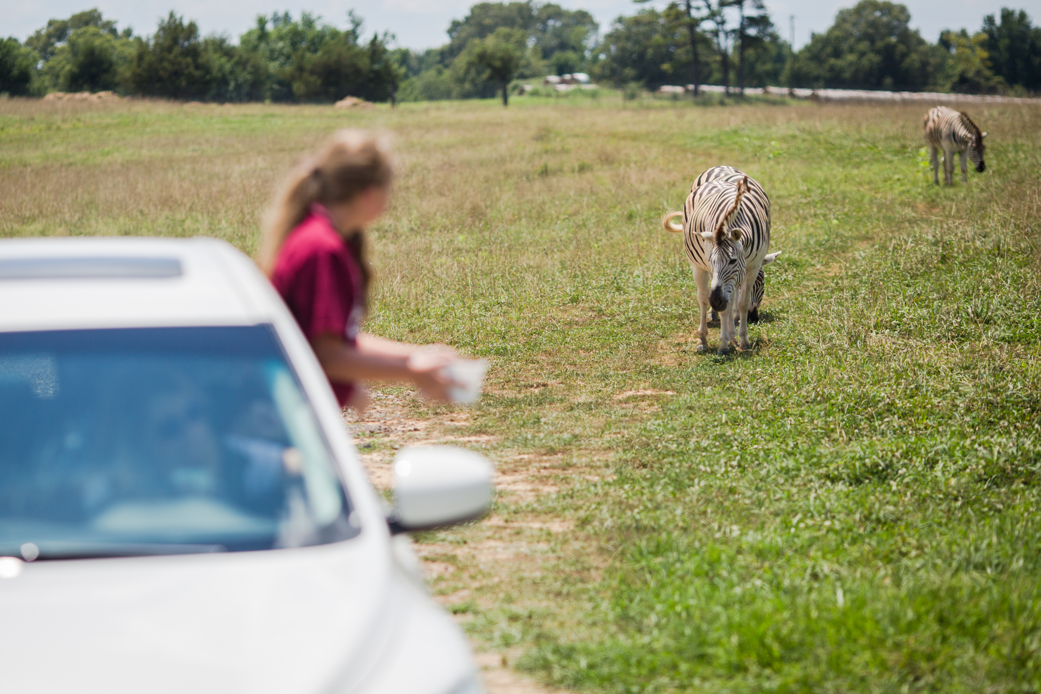 Kids will love feeding zebras, alpacas and more from your car at the drive-thru Tennessee Safari Park