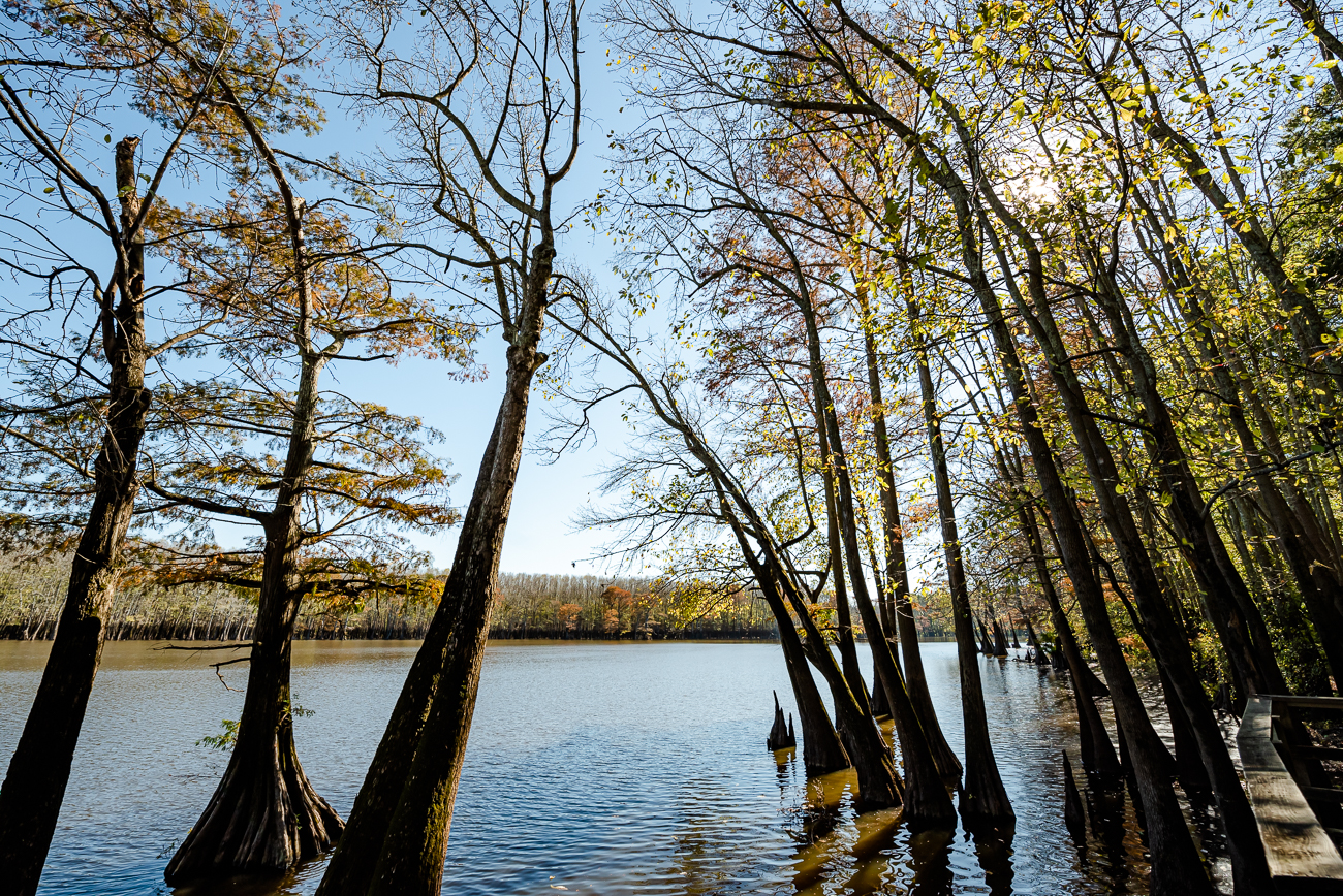 Submerged trees at Lower Hatchie National Wildlife Refuge in Tennessee