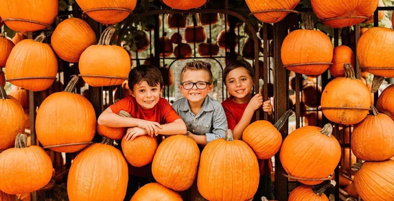 Cheekwood Harvest Festival at Cheekwood in Nashville TN