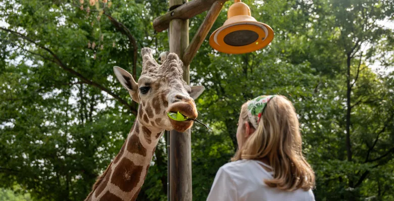 Giraffe feeding at the Memphis Zoo in Memphis Tennessee