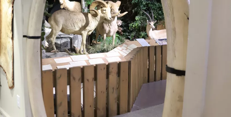 Animal display at the Lewis County Museum in Hohenwald TN