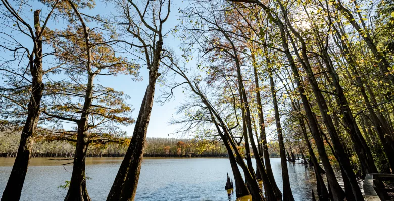 Sunken cypress trees at Lower Hatchie National Wildlife Refuge in Henning, TN