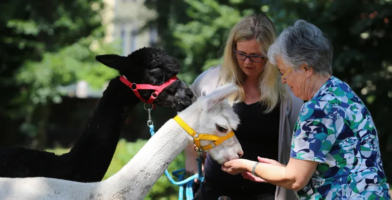 Feeding alpacas at Lucky Ladd Farms in Eagleville, TN