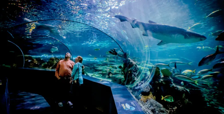 Visitors walk through an underwater tunnel surrounded by fish, sharks and marine life at Ripley's Aquarium of the Smokies.