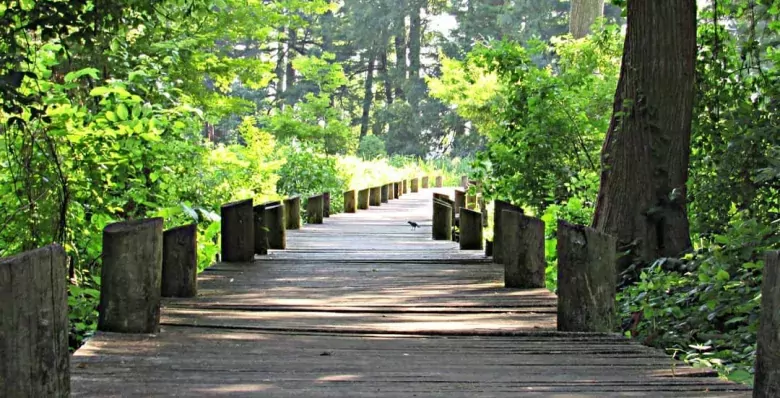 A walking path at Reelfoot Lake State Park, TN
