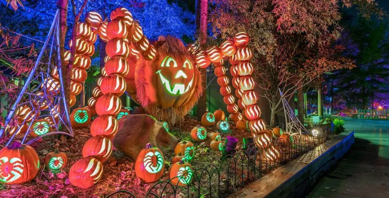 olorful illuminated jack-o-lanterns in the shape of a spider at Dollywood's  Harvest Festival.