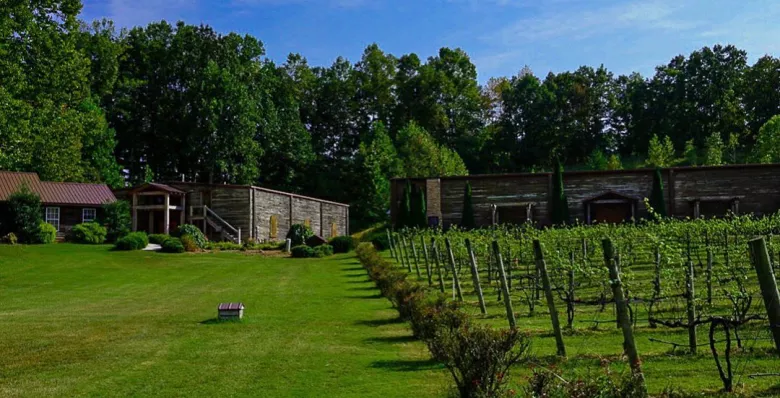 Vines at Natchez Hills Winery, Hampshire TN